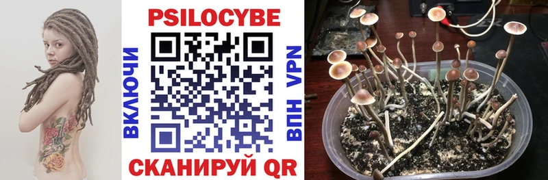 Галлюциногенные грибы Psilocybine cubensis  как найти наркотики  Кириши 
